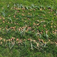 10_Naša úroda – cibuľa_2507