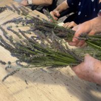 12_Spracovanie levandule_2507