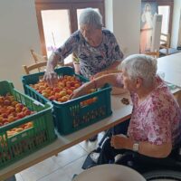 3_Spracovanie marhúľ_2607